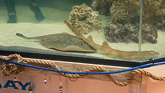 Рибата скат Шарлот забременяла без мъжки екземпляр в аквариум в