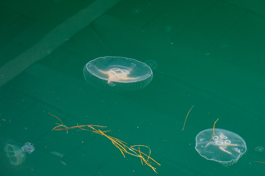 Наистина ли напаст от медузи превзема българското Черноморие
