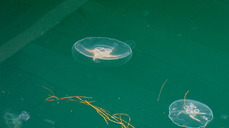 С висока концентрация на медузи в Черно море ни плаши