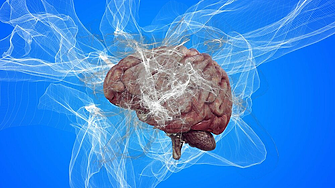 Учени изобретиха сонда, с която записаха невронната активност в мозъка на макак