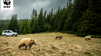 Спасяване на мечета в беда – част от работния ритъм на WWF