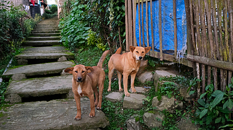 Протест пред ВМА заради лекаря, безскрупулно прегазил куче