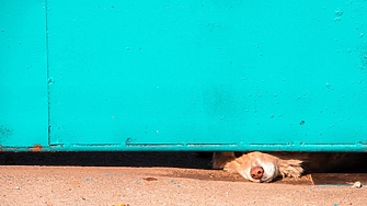 Сгазено куче донесе прокурорско обвинение за млад лекар от Северна Македония