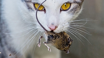 Котка умря от птичи грип в Германия