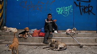 Истанбул срещу бездомните кучета: забрани храненето им