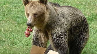 Мечки, вълци и глигани в планините в Гърция