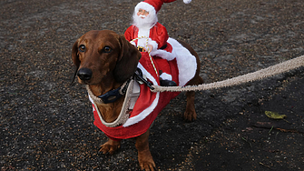Стотици дакели на традиционен коледен парад в лондонския "Хайд парк"