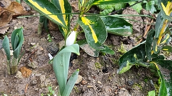 Проф. Георги Рачев: В края на януари - необичайно топло за сезона