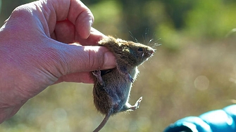 Откриха мишки, които не стареят