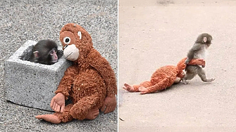 Пънч вече не е сам - след месеци с "плюшена майка", осиротялата маймунка намери приемане в групата си