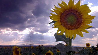Четвърти кораб от Аржентина със слънчоглед с пестициди 4 пъти над нормите