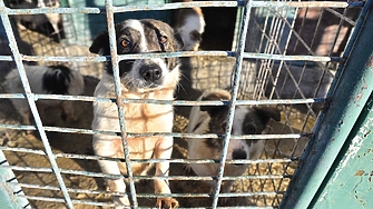 Терзиев: София отваря нова амбулатория за кучета в Горни Богров и готви ремонт на клиника "Връбница"