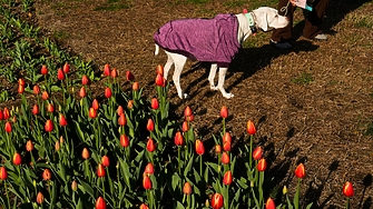 Истинската пролет настъпва след Цветница