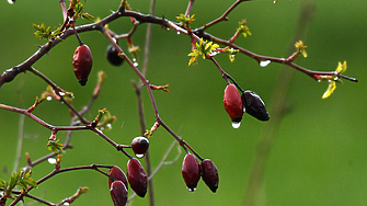 Времето: тук-там дъжд, но и до 23°