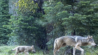 Вълк ухапа жена в Хамбург