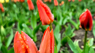 Дъжд, облаци и слънце по Великден