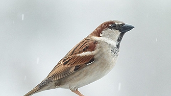 На 18 април броим врабчетата, за да разберем какво се случва с градовете ни