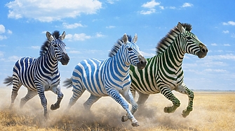 10:00 ч.: зебрите напредват според очакванията