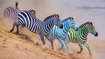 11:30 ч.: зебрите поддържат постоянна скорост, няма размествания