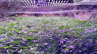 "Това е подземен град." Нарко група отведе разследващите до минни галерии с канабис