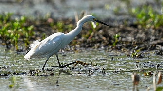 "В неделя времето ще е подходящо за гласуване." Проф. Рачев прогнозира, че след 25 април ще го опънем по конец прането